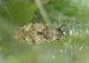Tingis sp.